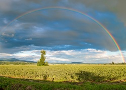 Tęcza nad polem