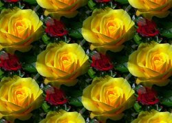 Tekstura, Żółte, Róże