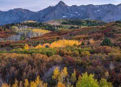 Stany Zjednoczone, Stan Kolorado, Telluride, Las, Jesień, Góry, San Juan Mountains, Drzewa, Krzewy