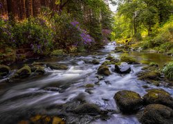 Irlandia Północna, Tollymore Forest Park, Hrabstwo Down, Rzeka Shimna, Las, Kamienie, Różanecznik