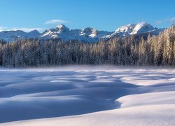 Słowenia, Triglavski Park Narodowy, Góry Alpy Julijskie, Płaskowyż Pokljuka, Torfowisko Barje Šijec, Zima, Drzewa, Las