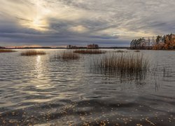 Jesień, Jezioro, Drzewa, Trzciny, Trawa