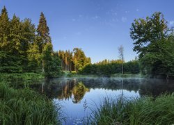 Trawy i drzewa dookoła stawu