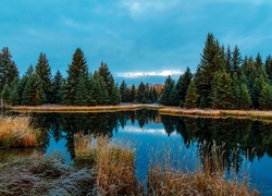 Trawy i drzewa nad rzeką