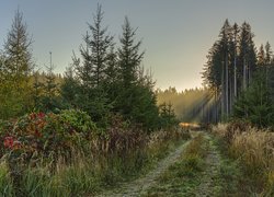 Las, Droga, Ścieżka, Trawa, Krzewy, Drzewa