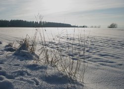 Trawy i ślady na głębokim śniegu