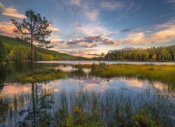 Jezioro, Drzewa, Trawy, Chmury, Odbicie, Miejscowość Sokna, Gmina Ringerike, Norwegia