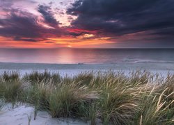 Trawy na piasku nad morzem o zachodzie słońca