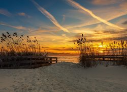 Trawy na plaży w blasku zachodzącego słońca