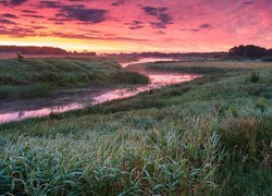 Trawy nad rzeką o poranku