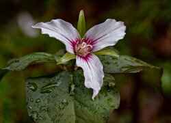 Trillium undulatum, Kwiat, Trójlist, Liście, Krople