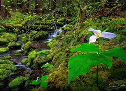 Trójlist wielkokwiatowy na omszałych kamieniach nad leśnym potokiem