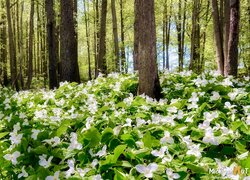 Trójlisty wielkokwiatowe w lesie