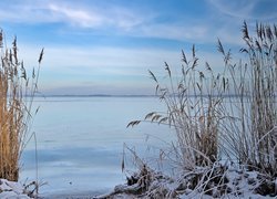 Zima, Śnieg, Jezioro, Trzcina, Trawa