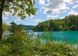 Trzciny i drzewa nad rzeką