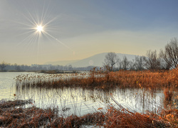 Trzciny nad jeziorem