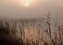 Jezioro, Mgła, Trzciny, Trawa