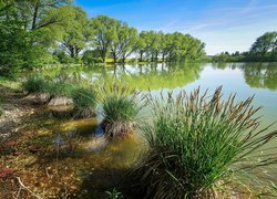 Jezioro, Trzciny, Zarośla, Szuwary, Drzewa