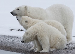 Trzy białe niedźwiedzie polarne