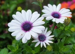 Trzy, Białe, Kwiatki, Osteospermum, Stokrotka afrykańska, Liście