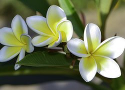 Biało-żółte, Kwiaty, Plumeria, Liście