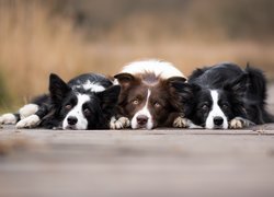 Psy, Border collie, Rozmyte, Tło