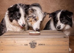 Trzy, Border collie, Skrzynka, Smakołyk