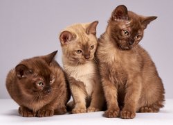 Koty, Brązowe, Trzy, Mordka, Spojrzenie