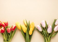 Trzy bukiety tulipanów