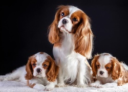 Trzy Cavalier King Charles spaniele pozują do zdjęcia