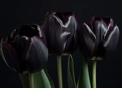 Trzy czarne tulipany