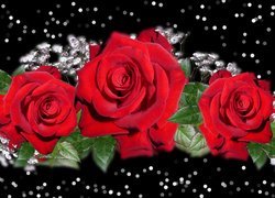 Trzy czerwone róże na czarnym tle