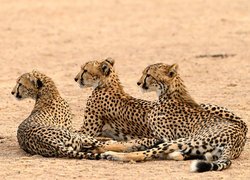 Trzy gepardy