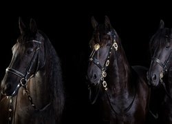 Trzy kare konie na czarnym tle