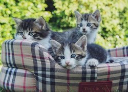 Trzy kociaki w legowisku