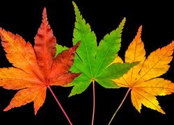 Trzy kolorowe liście klonu