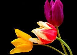 Trzy kolorowe tulipany