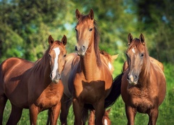 Trzy konie w letnim lesie