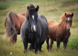 Trzy konie w trawie