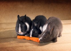 Trzy króliki jedzące marchew