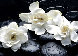 Trzy kwiaty gardenii na kamieniach