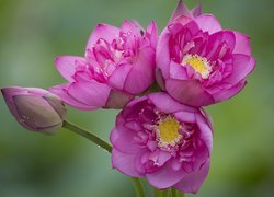 Trzy kwiaty różowego lotosu z pąkiem