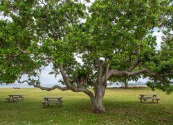 Trzy ławki pod dużym drzewem w parku
