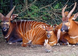 Trzy leżące antylopy bongo