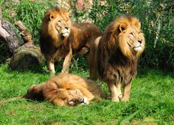 Trzy lwy na trawie