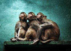 Trzy makaki królewskie