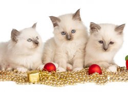 Trzy małe kotki birmańskie