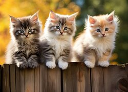 Trzy małe kotki na płocie