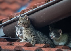 Trzy małe kotki obserwują świat z dachu