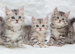 Trzy małe kotki rasy maine coon